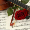 小提琴与红玫瑰