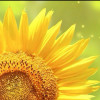 sunflower123