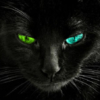 黑猫崽儿