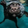 Drown_Labrador