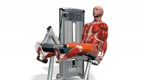 三维肌肉锻炼教程