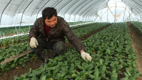 潭州教育农业蔬菜种植技术全集系列（持续更新）