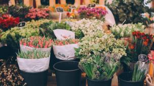 鲜切花正确选购及养护（适用于花店及生活用花）
