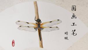 国画工笔 蜻蜓