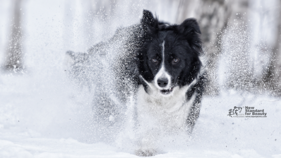 记录狗狗的精彩瞬间：雪中奔跑的爱犬