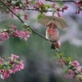 聆风戏雨