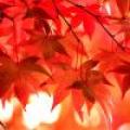 红枫Leaf