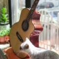 猫和吉他