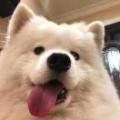 AAA简一