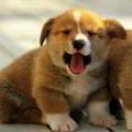 WLDS
