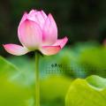 心灯000